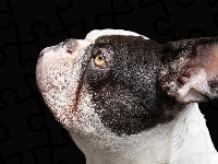 Buldog francuski, Pies