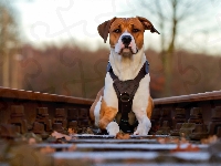 Tory, Pies, Pit Bull Terrier, Kolejowe