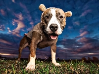Trawa, Pies, Pit Bull Terrier, Niebo