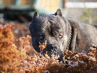 Bull, Czarny, Pit, Terrier