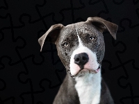 Pies, Mordka, Pit Bull Terrier, Tło, Czarne