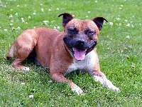 Staffordshire Bull Terrier