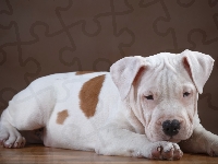 Pit bull terrier, Pies, Szczeniak