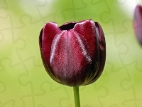 Burgundowy, Tulipan
