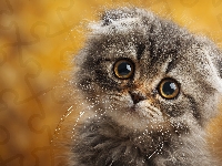 Grafika AI, Kot, Bury