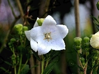 Campanula, Białe, Kwiaty, Dzwonek brzoskwiniolistny