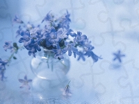 Niebieskie, Campanula, Dzwonki dalmatyńskie, Kwiaty