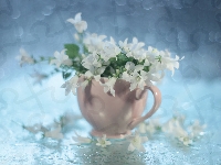 Białe, Filiżanka, Różowa, Campanula, Kwiaty, Dzwonki