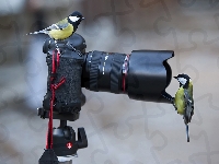 Dwie, Canon, Sikorki, Aparatem, Zainteresowanie