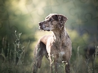 Rosliny, Catahoula leopard dog, Tło, Pies, Łąka, Rozmyte