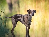 Rośliny, Catahoula leopard dog, Tło, Pies, Woda, Rozmyte