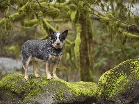 Pies, Skały, Australian cattle dog, Drzewa, Mech