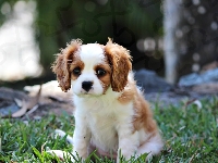 Szczeniak, Mały, Piesek, Cavalier King Charles spaniel