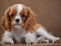 Cavalier King Charles spaniel, Szczeniaczek