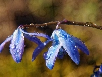 Cebulica Syberyjska, Wody, Kwiaty, Niebieskie, Krople