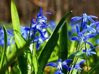 Cebulice, Kwiaty, Niebieskie