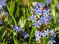 Kwiaty, Cebulice, Niebieskie, Pszczoła, Owad
