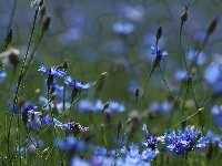 Niebieskie, Chabry, Kwiaty