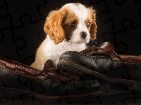 Buty, Cavalier King Charles Spaniel, Szczeniak