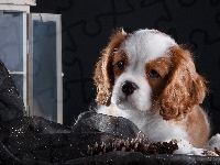 Okno
, Cavalier King Charles spaniel, Szczeniak