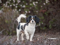 Rozmyte, Pies, King charles spaniel, Tło