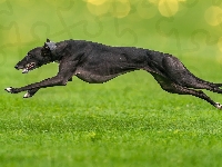 Bieg, Chart angielski greyhound, Pies