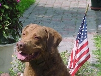 Chesapeake Bay retriever, flaga USA