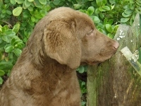 Chesapeake Bay retriever, Szczeniak