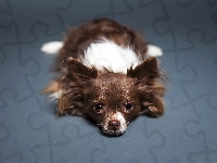 Chihuahua, Piesek, Leżący