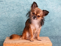 Chihuahua długowłosa, Piesek