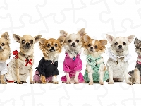 Psiej, Psy, Słodkie, Chihuahua, Mody, Pokaz