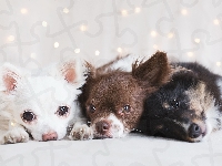 Chihuahua, Trzy, Psy