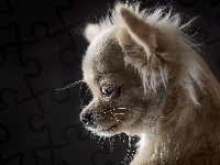 Chihuahua, Szczeniaczek, Słodki