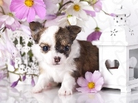Chihuahua, Kosmea, Pies, Szczeniak, Kwiaty