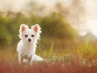 Chihuahua długowłosa, Trawa