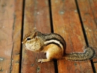 Chipmunk, Deski