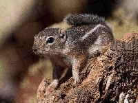 Chipmunk, Drzewo