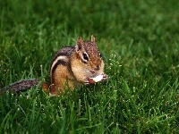 Jabłuszko, Chipmunk, Trawa