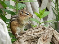 Konar, Chipmunk, Roślinki