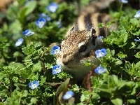 Chipmunk, Kwiatuszki