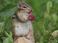 Chipmunk, Malinka