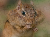 Chipmunk, Portrecik