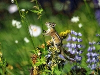 Chipmunk, Roślinka