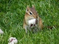 Chipmunk, Trawa