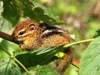 Chipmunk, Malutka, Wiewiórka, Liście