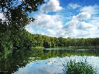 Chmury, Jezioro, Las, Odbicie