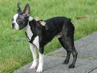 Chodnik, Boston terrier, Trawa