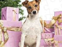 Prezenty, Choinka, Jack Russel Terrier