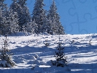 Śnieg, Choinki, Zima