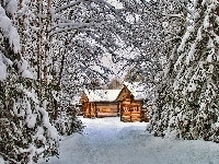 Choinki, Domki, Ośnieżone, Zima